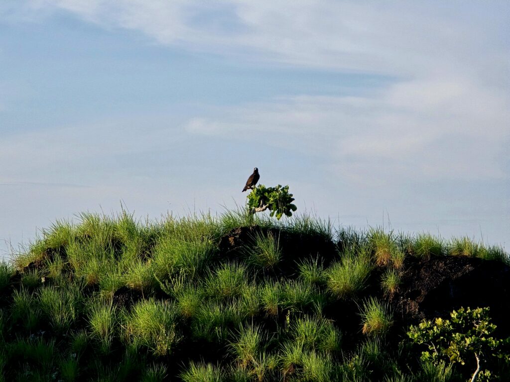 Insight Passport - Maruranau 4 20250623 171833